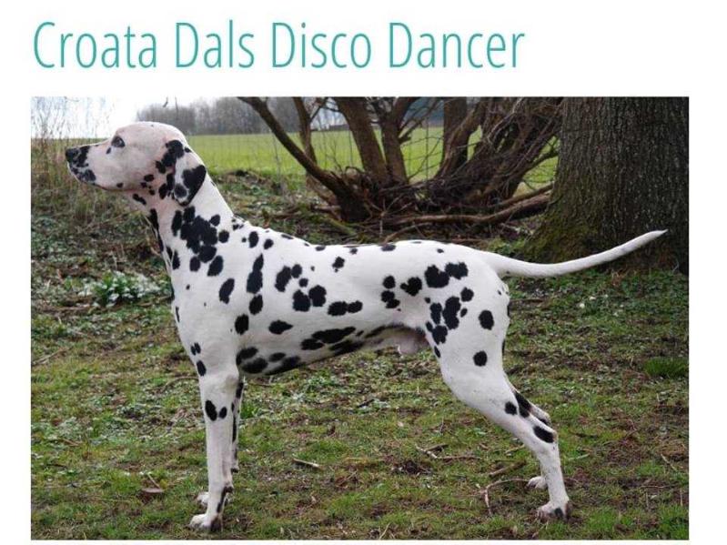 Croata Dals Disco Dancer | Dalmatian 