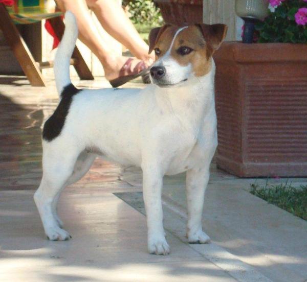 Indicatore Tabarrino Princess Ira | Jack Russell Terrier 