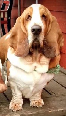 Slowlowrider Bubba | Basset Hound 