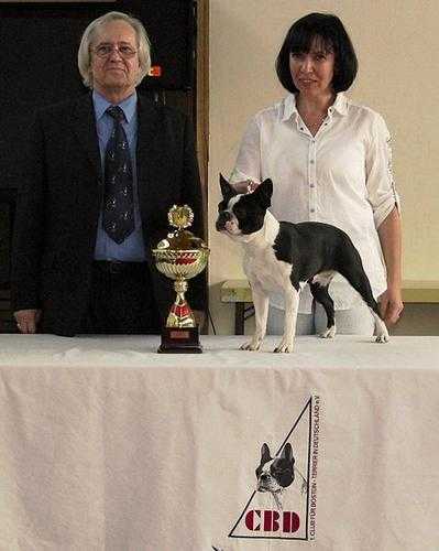 Phoebe od Pulnocniho Slunce | Boston Terrier 