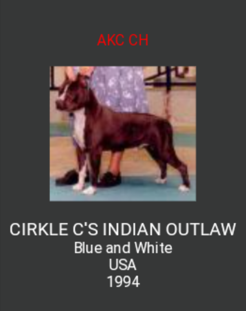 CIRKLE C'S INDIAN OUTLAW | American Pit Bull Terrier 