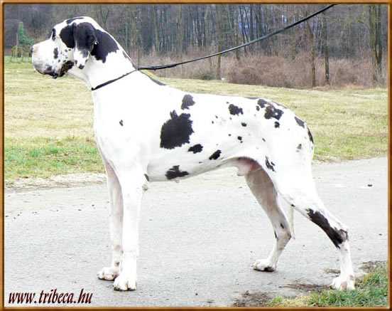 Tribeca Gantao | Great Dane 