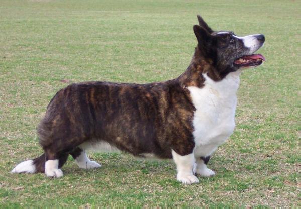 Wytham Rosamund | Cardigan Welsh Corgi 