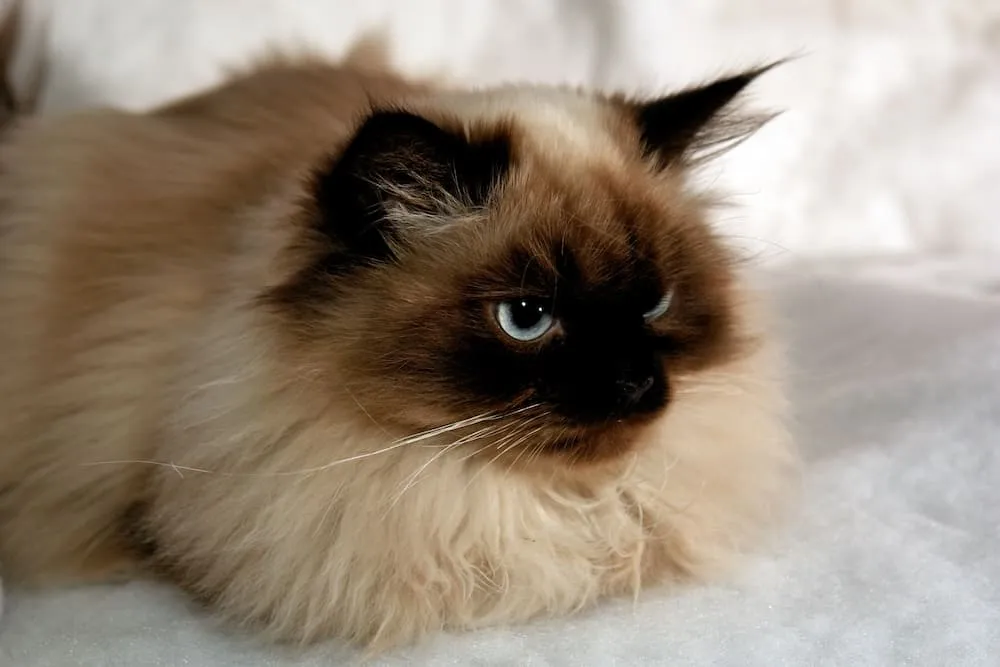 Himalayan