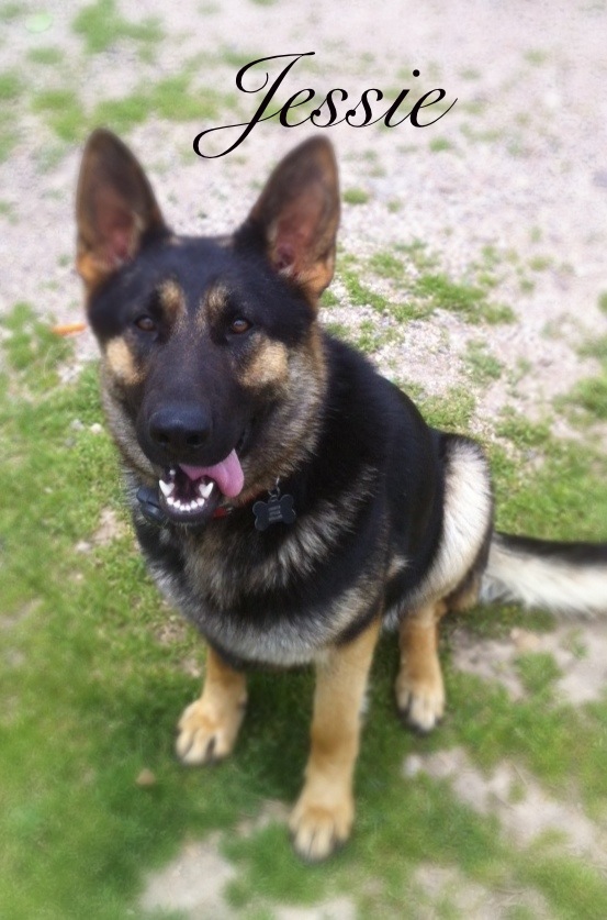 Jessie Von Miller | German Shepherd Dog 