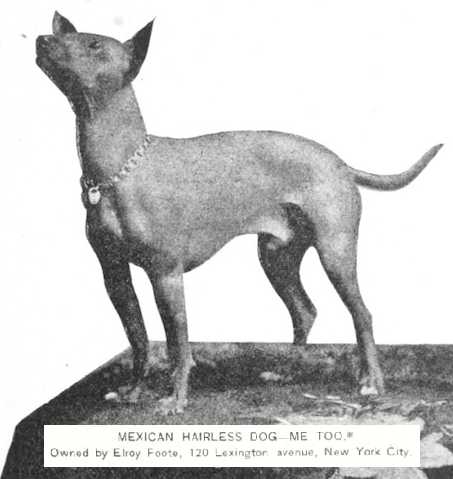 Me Too (006074 Vol IV) | Xoloitzcuintli 