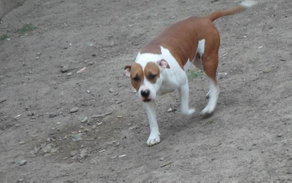Piss Off Cause I Bite | American Staffordshire Terrier 