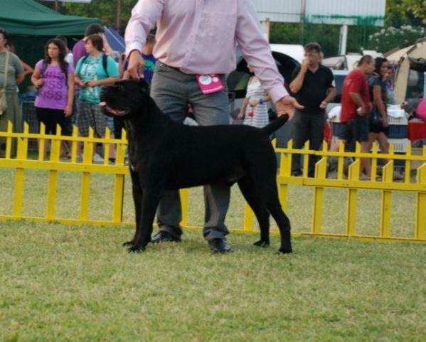 Impreza Maximus Corso Imperium | Cane Corso 