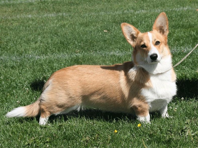 Lusha z Piashchotnai Zorki | Pembroke Welsh Corgi 