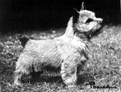 Sebzevar Claret and Blue | Norwich Terrier 