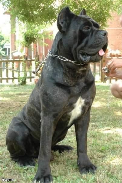 FAUNO DEGLI ELMI | Cane Corso 