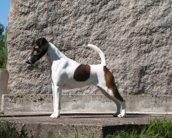 Mirolinda Who Cares | Smooth Fox Terrier 