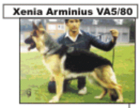 Xenia von Arminius | German Shepherd Dog 