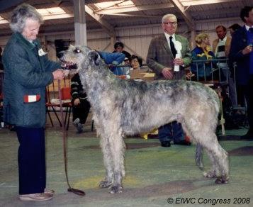 Eaglescrag Harvester | Irish Wolfhound 