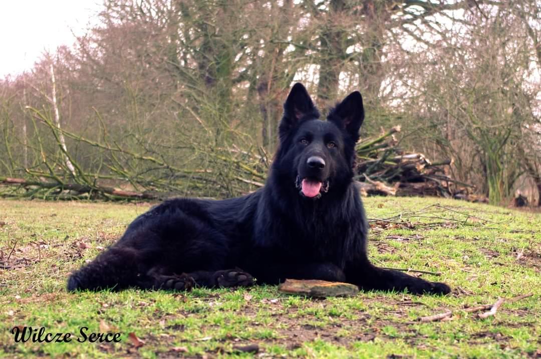 PAKO Brzozowy Raj | German Shepherd Dog 