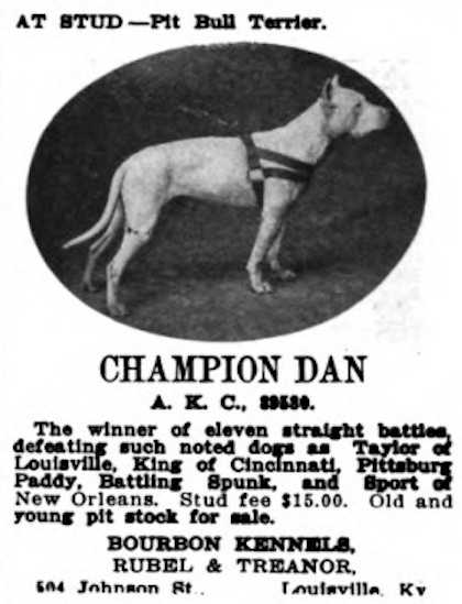 Dan 39530 | American Pit Bull Terrier 