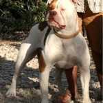 Bosque Farm's Georgia Peach | Olde English Bulldogge 