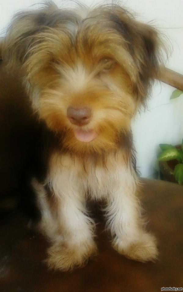 Yetti | Yorkshire Terrier 