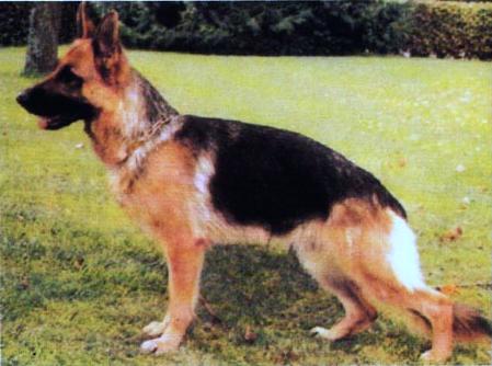 Chipsi von Bad-Boll | German Shepherd Dog 