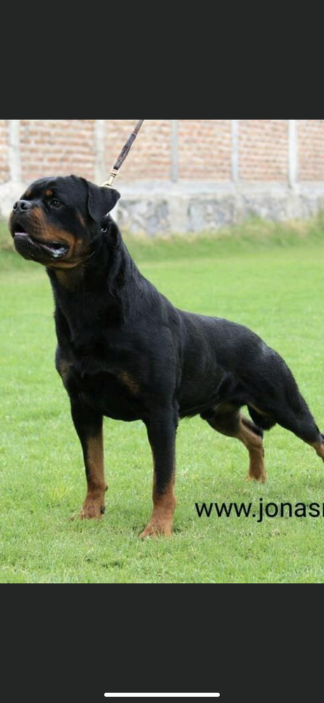 Costa Dark Force | Rottweiler 