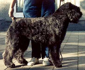 Dave Leon v. Hogenbirk | Bouvier des Flandres 