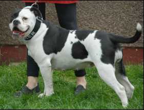 Bulls Of Ireland Cher | Olde English Bulldogge 