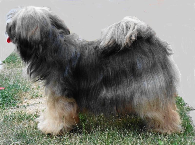 S-Casablanka of Kari Tibetian Shine | Tibetan Terrier 