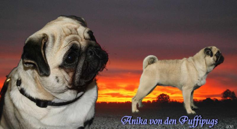 Anika von den Puffipugs | Pug 