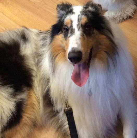 Romany's Merlyn Amadeus | Rough Collie 