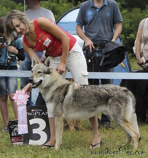 Epoha viktorii akello | Czechoslovakian Wolfdog 