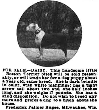 Daisy (~1904) | Boston Terrier 