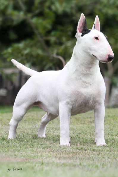 Madam Blaze at Credetta | Bull Terrier 