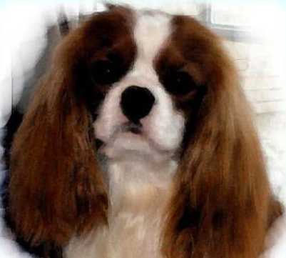 Loranka's D' Artagnan | Cavalier King Charles Spaniel 