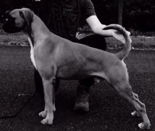 FORTE (PANTOJA) | Boxer 