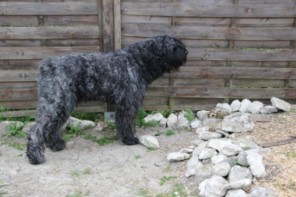 IBAN de la plaine des Flandres | Bouvier des Flandres 