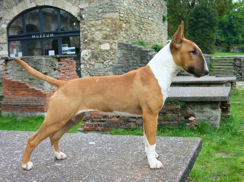 Warrior's Of The Lanka's Easy Sativa | Bull Terrier 