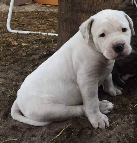 Loony Bulldogs Aragon | American Bulldog 