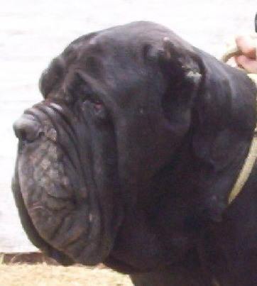 Orso del Castellaccio | Neapolitan Mastiff 