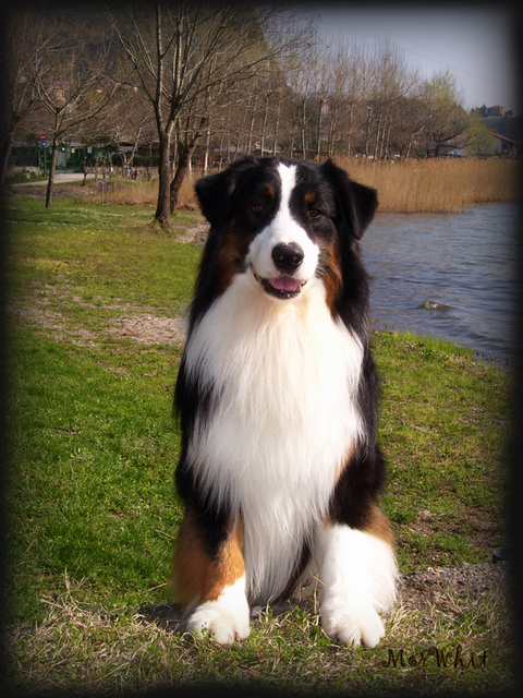 Hollywood It | Australian Shepherd 