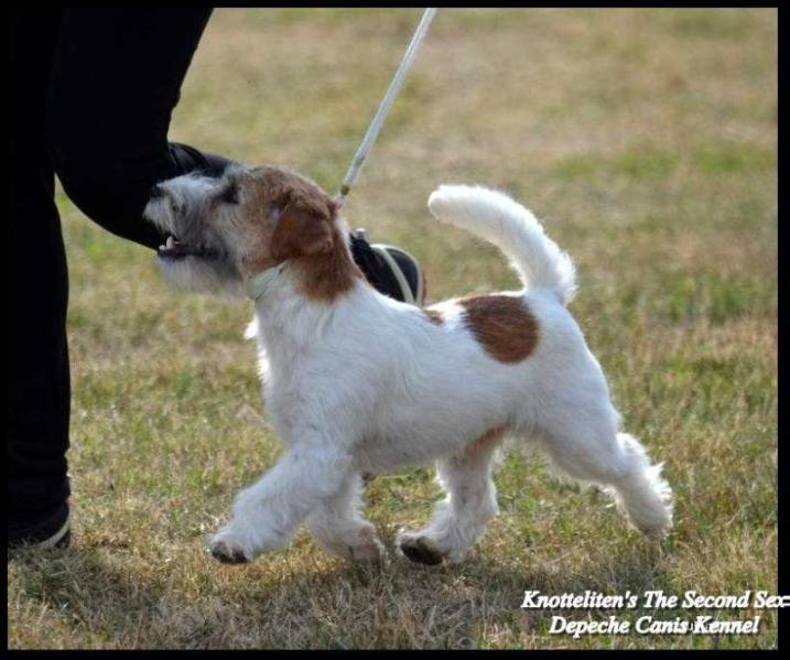 Knotteliten's the Second Sex | Jack Russell Terrier 