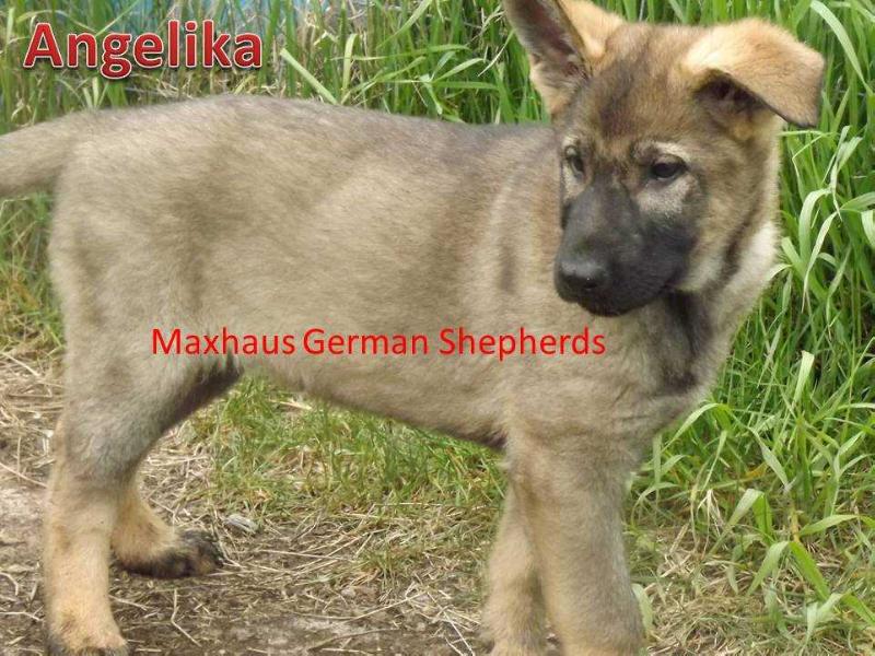 Angelika z Maxhaus | German Shepherd Dog 