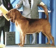 Judiciary's Bigez Of Sherick | Bloodhound 