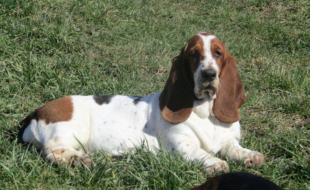 Noisette la coquette Du Cercle De Léma | Basset Hound 