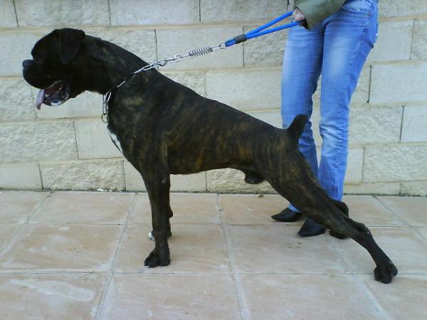 Bono de larinco | Boxer 