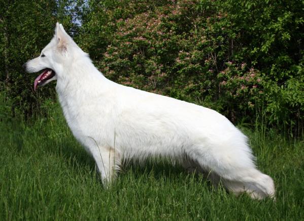 Surefire Victorious Joy Estel | White Swiss Shepherd Dog 