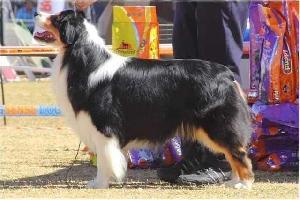 ROSEMERE BLACK TIE AFFAIR AT VAALTHORN | Australian Shepherd 