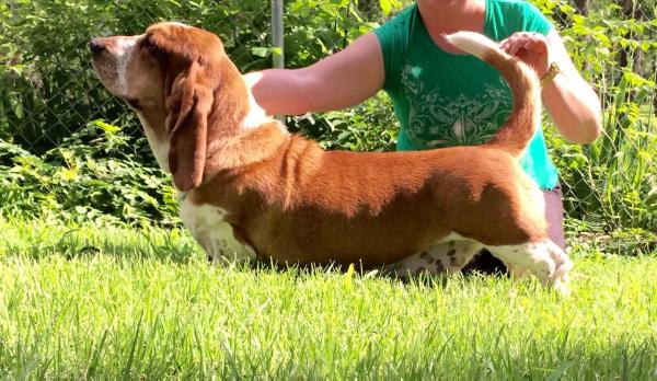 Yana Medovyj Caramel | Basset Hound 