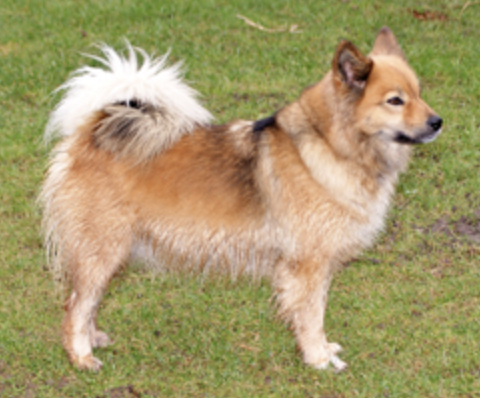 Sumo frá Isafold | Icelandic Sheepdog 