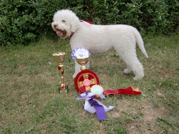 Bella (Misius) | Lagotto Romagnolo 