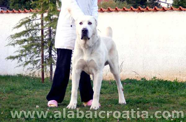GRAI VEST LJUBIM | Central Asian Shepherd Dog 